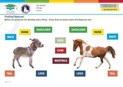 Click to view Resource 104041 Finding Features!  Comparing Donkeys and Ponies