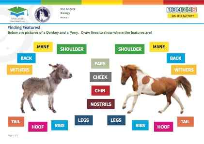 Click to view Resource 104042 Finding Features!  Comparing Donkeys and Ponies